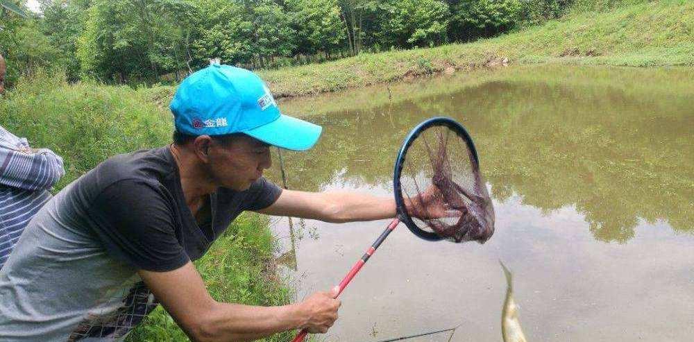 罗非鱼@连竿中鱼后，为何最后全部扔掉？光鲜背后，有苦说不出！