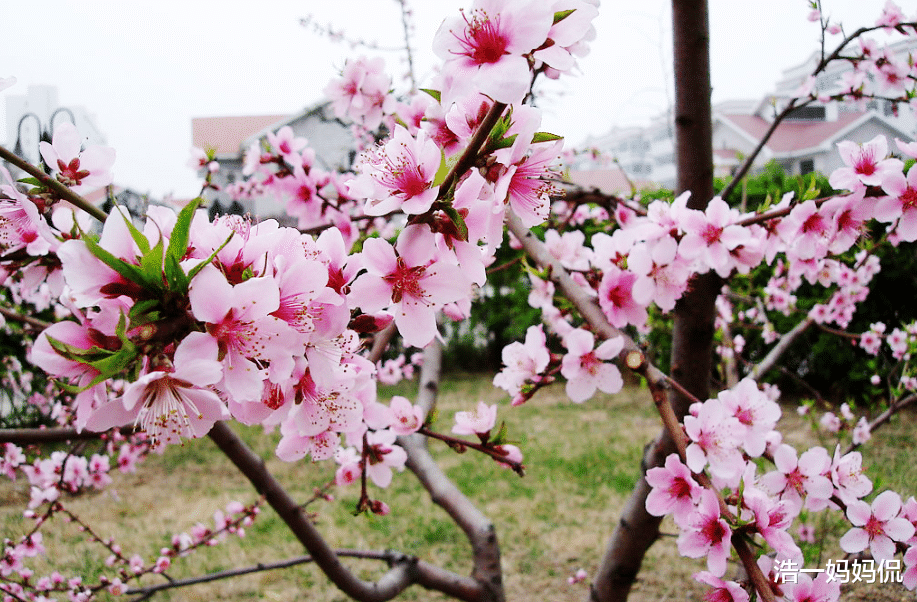 「生肖」6月24号钱财不缺!家有这三个生肖,日子富贵满堂,桃花缘不断!