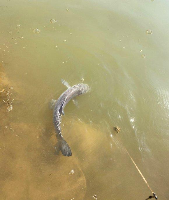 |反常升温，广东钓鱼人外出钓鱼遭遇“夺命蛇”拦路，这不冬眠了？