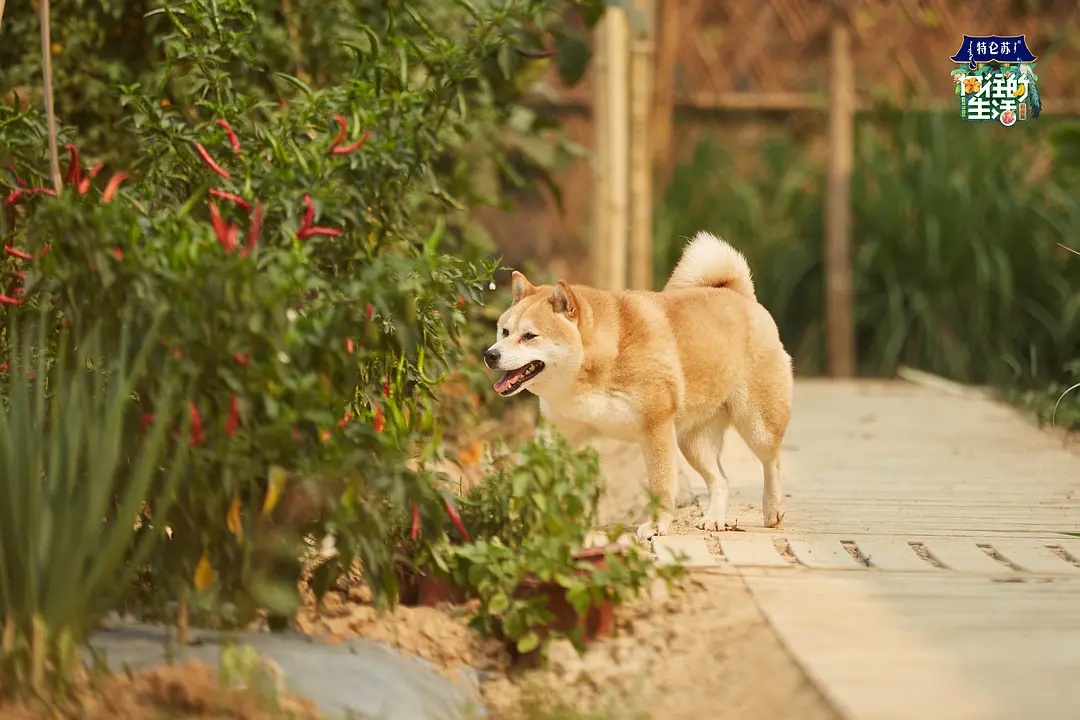 #向往的生活#《向往的生活》嘉宾“人设崩塌”？