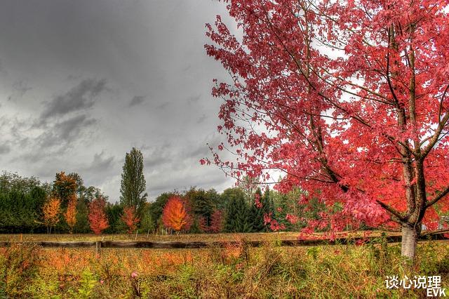 射手座|15天后,桃花涌动,缘分重临,3星座邂逅旧情,幸福涅槃重生