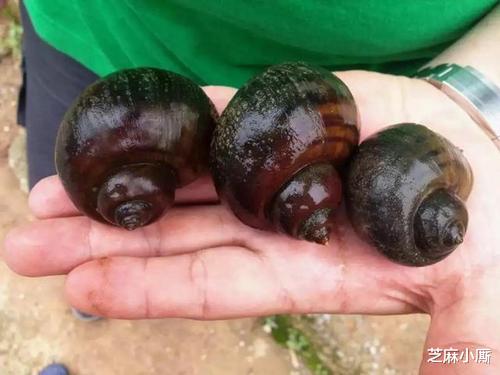 『西湖』入侵西湖的外来物种，为何每逢夏季就泛滥？看看这些游客都干了啥