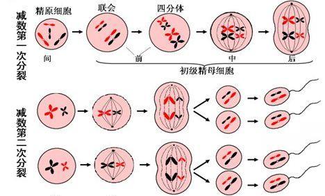 隔离@全世界人种那么多，为什么还能婚配生子，没有出现生殖隔离？