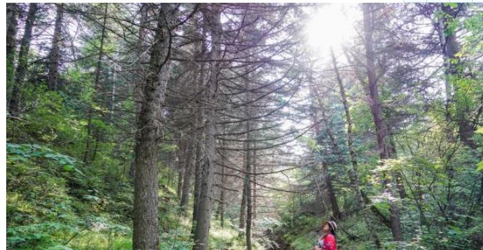 「自驾」用一个周末的时间自驾避暑，玩转京北第一天路，吃住行全攻略