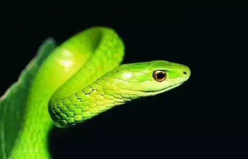 [运势]生肖蛇，十年等一回的大喜事来了，接到大喜富贵十年！