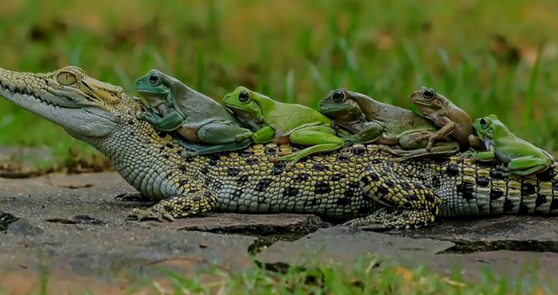 【蟾蜍】蟾蜍竟然骑在蟒蛇身上？这种怪异的行为到底是怎么回事