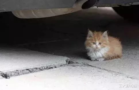 干货：猫咪不慎受伤，铲屎官们如何第一时间正确有效处理？