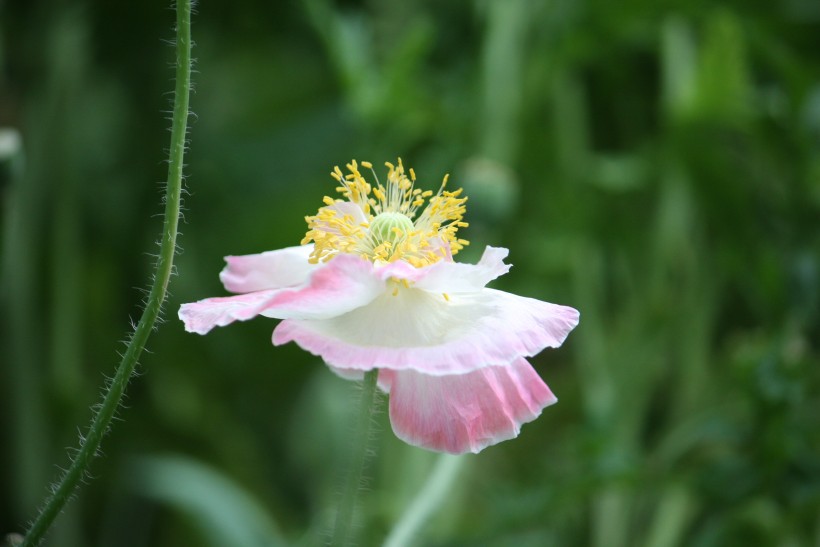 「生肖」7月初期间，喜撞桃花运，相遇姻缘，收获完美爱情的四大生肖