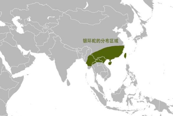 银环蛇|银环蛇为何超越,号称“蛇中之王”的过山峰,成为中国最毒的蛇?