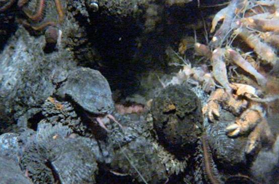 |21世纪才发现的神秘生物，刀枪不入抗400度高温，学者却忧心忡忡