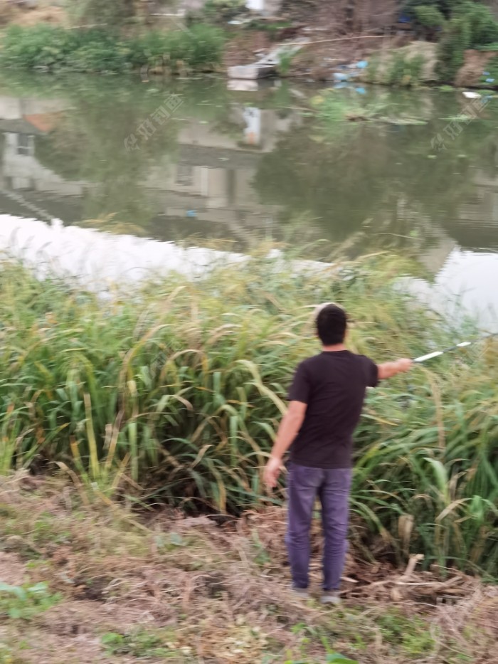 鳑鲏|大河鱼难钓,小河抽白条