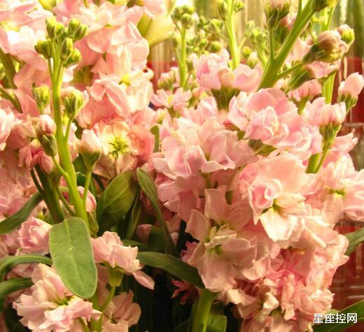 天蝎座|不甘于平凡的三大星座，小时候出身贫寒，长大却能出人头地