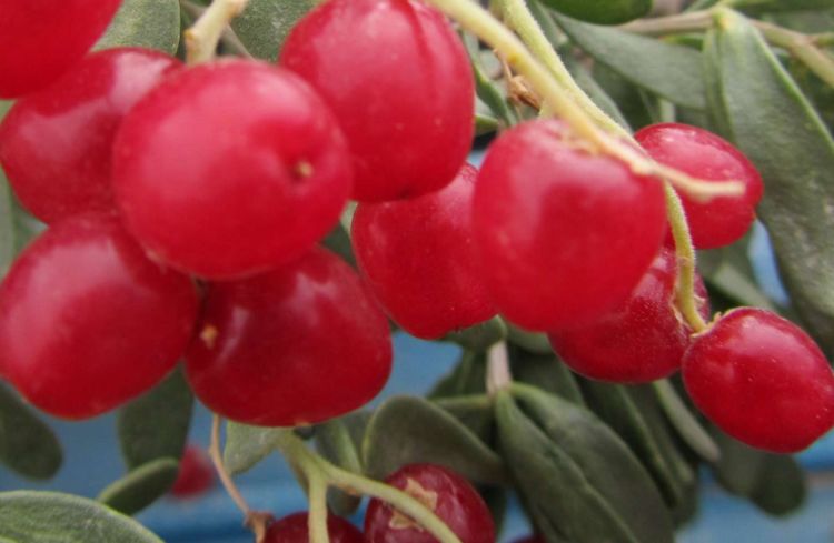 肝脏：聪明人都“爱”的3种食物，排毒抗衰老，清热解毒保肝脏