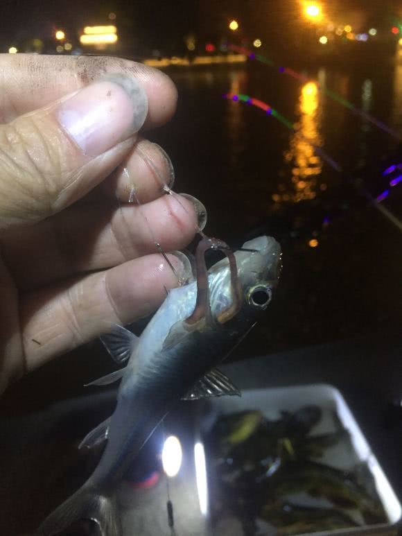 「浙江省」浙江河道黄颡鱼大爆发,夜晚成群结队岸边游荡,钓鱼人:鱼饵不够吃