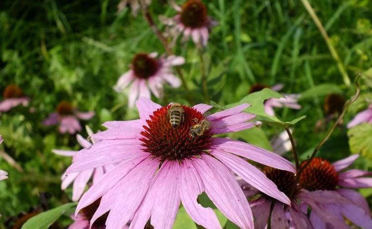 生肖|10月21日-11月11日迎来好运的3类人，干啥啥成功，赚得大笔财富！