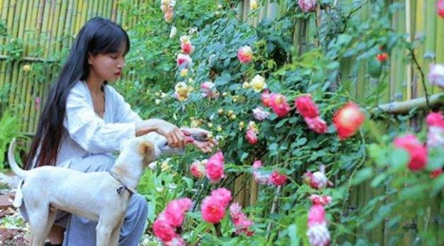 李子柒:李子柒的院子真是“仙境”吗?当摄像关闭美颜后,一秒回到现实