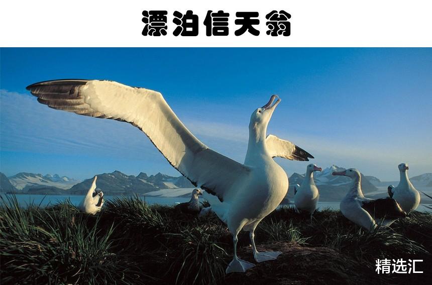 蚊子|在同类中，可能最为巨大的11种动物