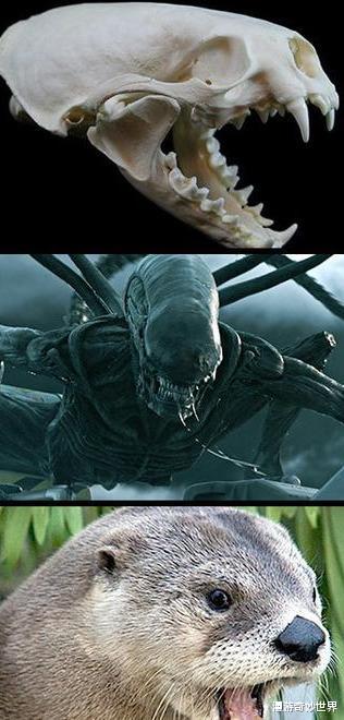 长征七号|动物的头骨和外形反差有多大？和预计的差太多了吧！