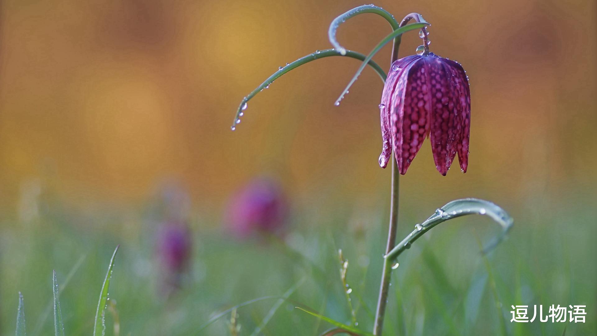 属牛：遍地是钞票，走路都捡钱的生肖牛，你做好“准备”了吗？