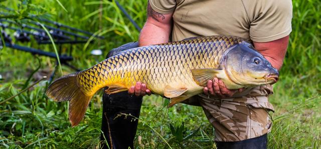 杨梅|秋季想要钓大鱼，你的钓位就应该这么选
