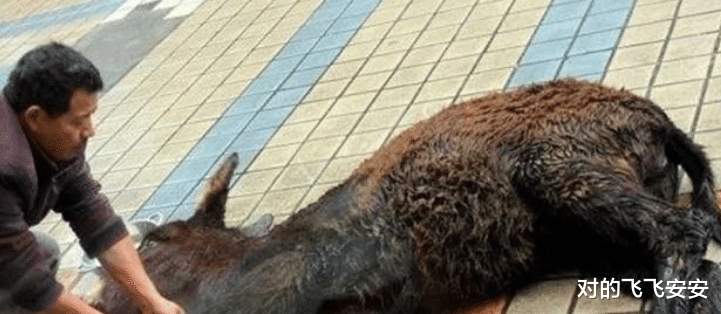 |历史上最残忍的三道菜，最后一道已有2000年历史，农村至今都在做