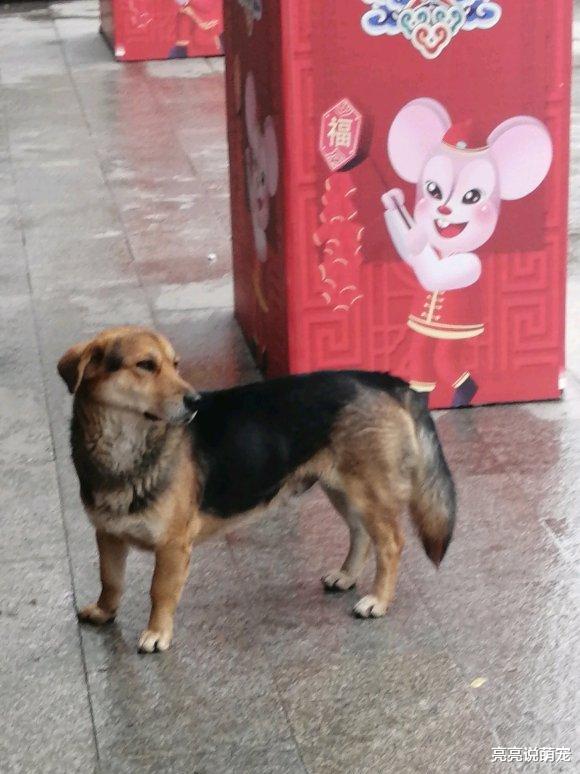 明明养的德牧，没想到长大会变成这样，但性格还挺好