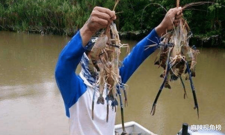 |湄公河大虾个个都有1米长，越南人满脸问号：中国吃货咋就不吃了
