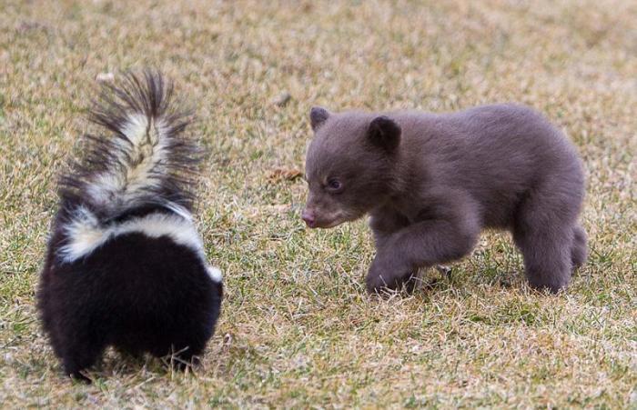 豹子|不要招惹一个在生理上比你有优势的生物! 来看看美洲豹子多可怜