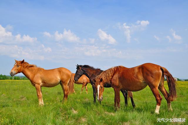 「牛肉」为什么马肉几乎没人吃？关于马肉的浅析，看完后涨知识了