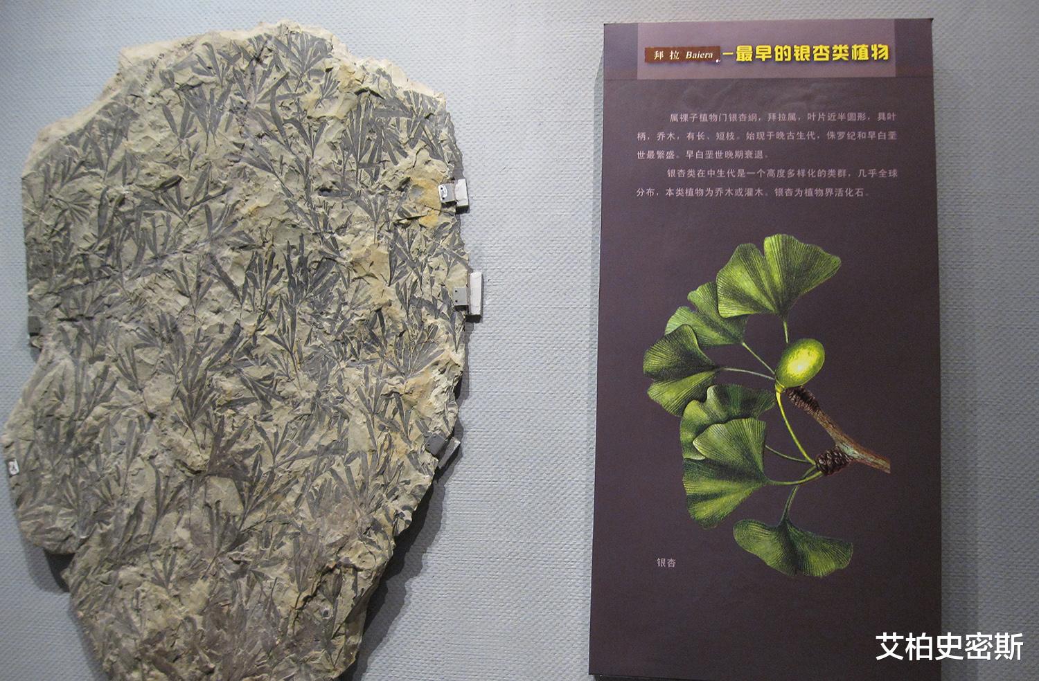 [基因]银杏属于濒危植物，为何在很多公园都有？基因测序告诉你答案！