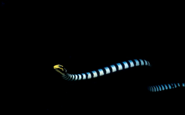 [海蛇]别再吹海蛇了，世界上最毒的蛇不是海蛇，陆地蛇比海蛇毒多了