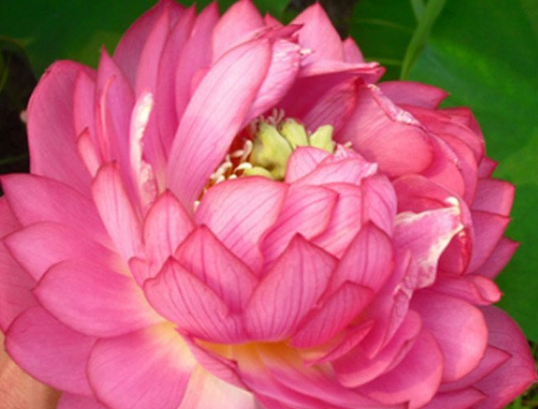 霉运▲6月中旬好运招手，4属相福泽深厚，喜气洋洋，财神关照，事事顺利