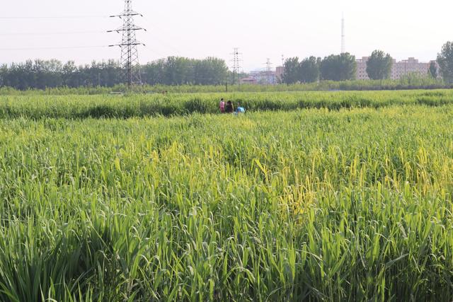 「北海公园」石家庄南水北调的翠屏湿地公园，可眺望巍峨太行，可俯瞰市区风貌