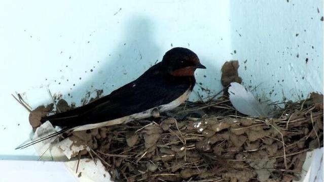 []农村俗语：燕子不进苦寒门，原来有“科学道理”，你知道为啥吗？