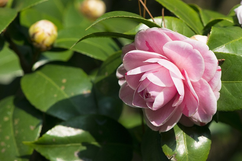 【生肖】6月底内,桃花从天而降,美好姻缘来到身边,美满幸福的四大生肖