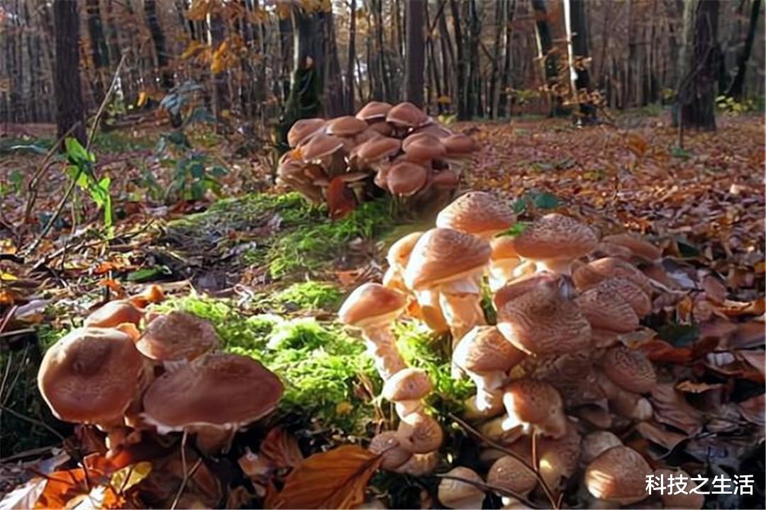 科学家|自然界中最大的生物不是蓝鲸，却是一株蘑菇，已经生长了2400年！