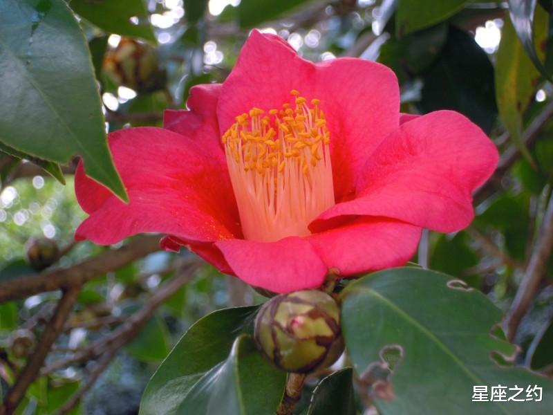 |8月30日星座运势:白羊明确目标,狮子迎刃而解,水瓶拼尽全力