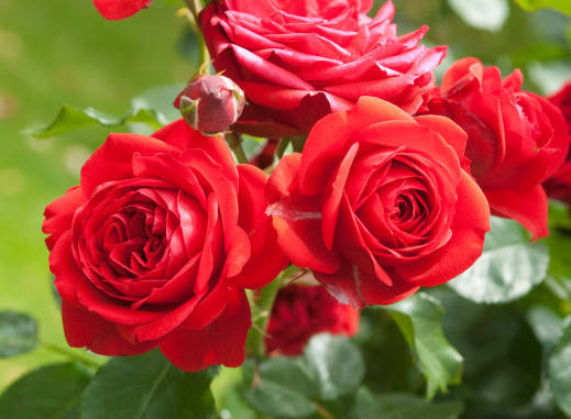 运势|11月下旬，4属相运势大涨，事业平步青云，财路广进，财帛无忧