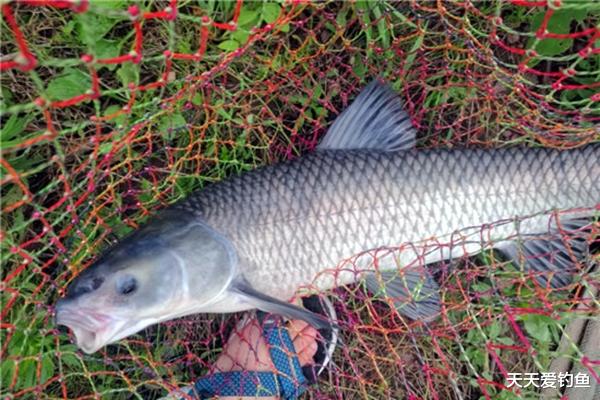 「玉米」钓不到青鱼，跟钓法有关：夏季矶竿滑漂钓青鱼要领，上鱼就是大货