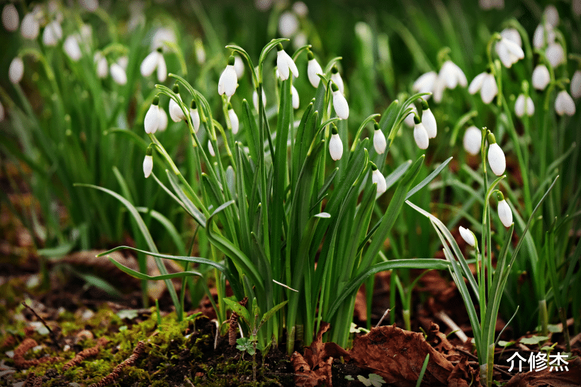 「生肖」7月下旬桃花摇曳生姿,佳偶随风而至,邂逅情缘,巧逢真爱的生肖