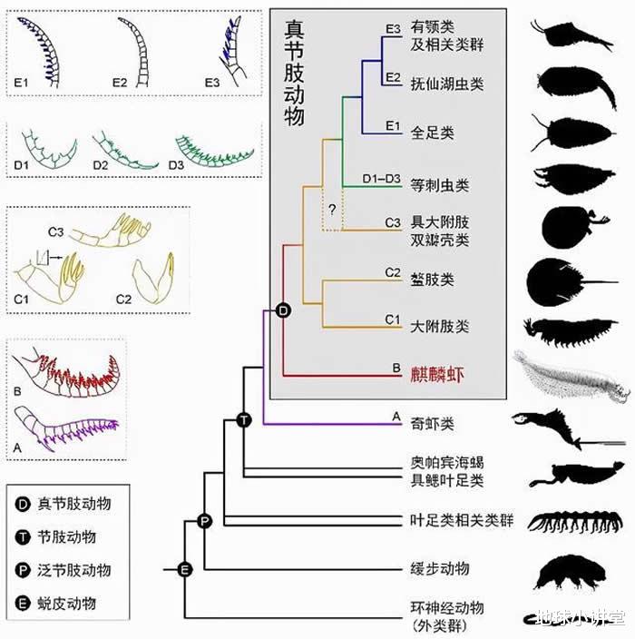 科学家|麒麟虾，中国科学家首次发现：5亿多年前的化石，填补了世界空白