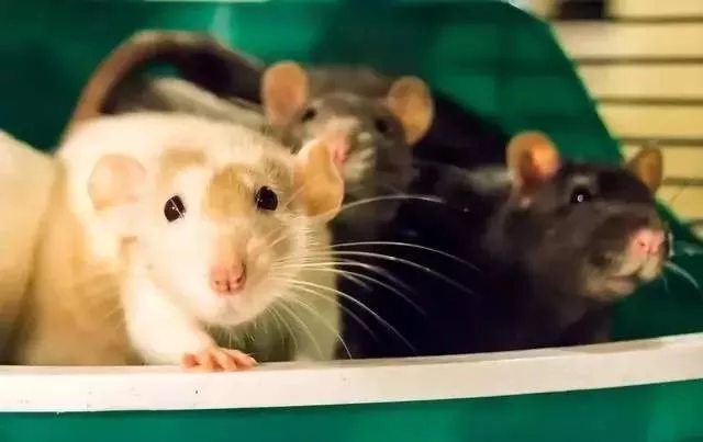 「属鼠」生肖鼠，不得了了，这次来的喜事，做梦都没有想到会有！