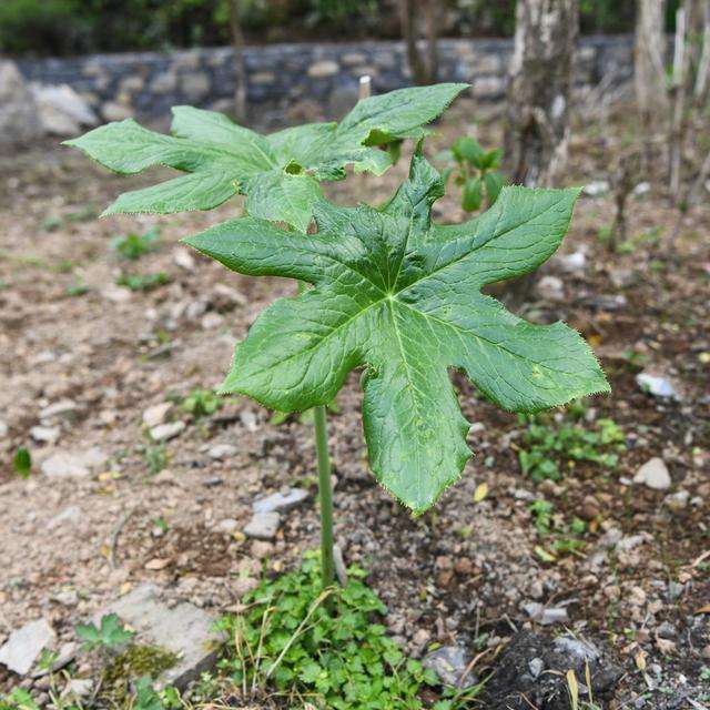 |认识它能与蛇共眠，果实酷似樱桃，真神奇的植物