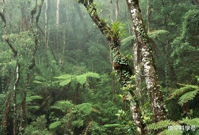 毒蛇|如果被毒蛇咬了，是不是马上抓住蛇，把蛇胆吞下就没事了？