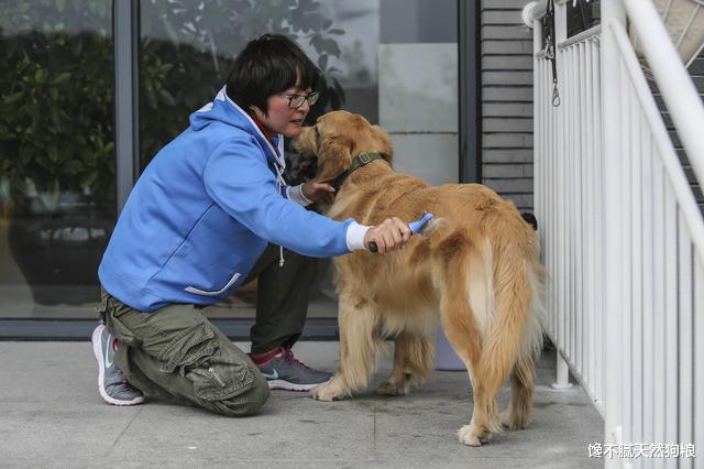 宠主请留心：金毛体味很大，都是这6个原因“导致”