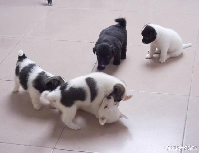 都说纯种狗好？串串的这5个优势，纯种狗真的比不上