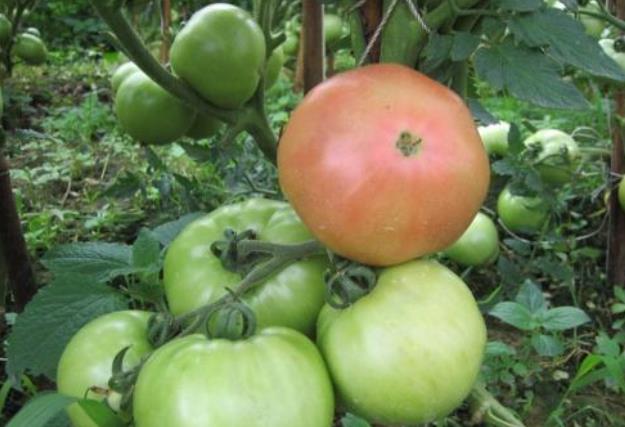 「中毒」肝脏最怕什么食物？它们一个比一个伤肝，劝你最好一口也别碰！