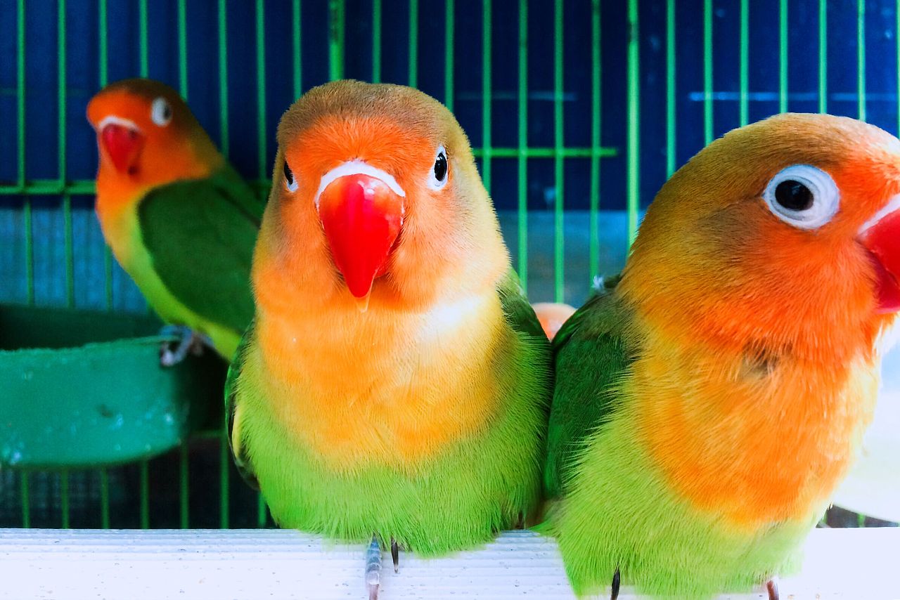 『隔离』如何照顺新鸟和如何驯化野生小鸟