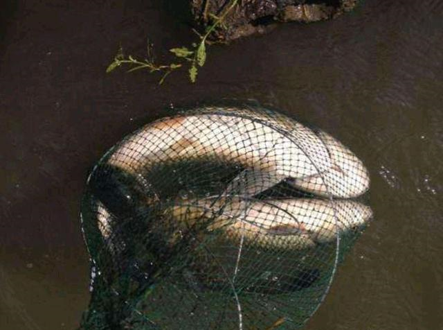 |夜钓没鱼吃是饵不对路?错,钓位更重要,3个典型钓位,哪钓都有鱼