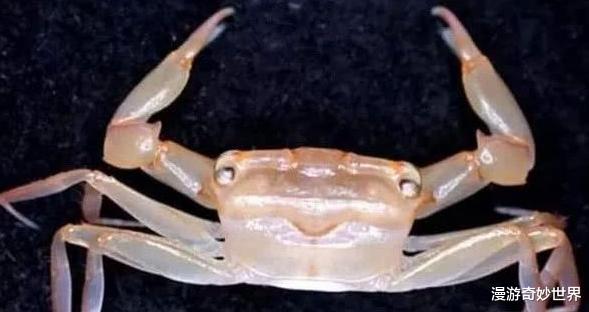 沙币是一种动物?20个沙雕生物名称,科学家们太不正经了!